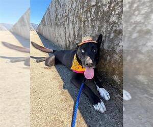 German Shepherd Dog-Unknown Mix Dogs for adoption in Santa Maria, CA, USA