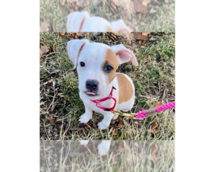 American Pit Bull Terrier-Labrador Retriever Mix Dogs for adoption in Brewster, NY, USA