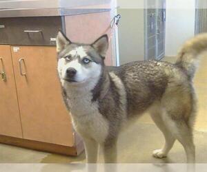 Siberian Husky Dogs for adoption in Sacramento, CA, USA