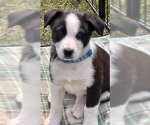 Border Collie Dogs for adoption in Minneapolis, MN, USA