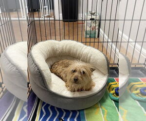 Mutt Dogs for adoption in Bolivar, MO, USA