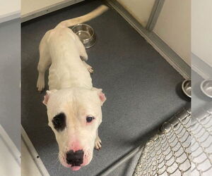 American Pit Bull Terrier Dogs for adoption in Glen Allen, VA, USA