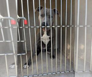 American Staffordshire Terrier-Unknown Mix Dogs for adoption in Oklahoma City, OK, USA