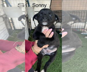 Mutt Dogs for adoption in Turlock, CA, USA