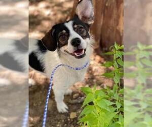 Rat Terrier Dogs for adoption in Waco, TX, USA