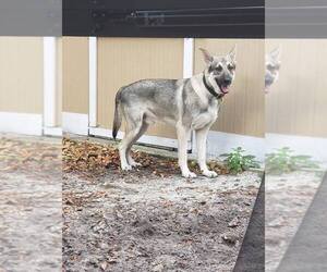 German Shepherd Dog Dogs for adoption in Valrico, FL, USA