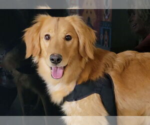 Golden Retriever Dogs for adoption in Glendale , AZ, USA