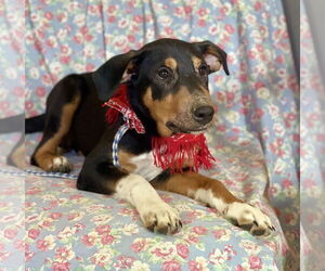 Catahoula Leopard Dog-Miniature Pinscher Mix Dogs for adoption in Rockaway, NJ, USA