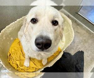 Great Pyrenees Dogs for adoption in Santa Rosa, CA, USA