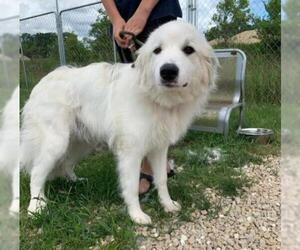 Great Pyrenees Dogs for adoption in Monticello, IA, USA