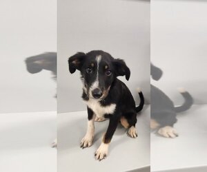 Australian Shepherd-Jack Russell Terrier Mix Dogs for adoption in Aurora, IN, USA