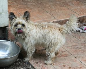 Cairn Terrier Dogs for adoption in Nesbit, MS, USA