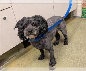 Poodle (Toy)-Unknown Mix Dogs for adoption in Moreno Valley, CA, USA