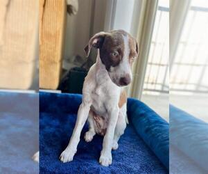 Mutt Dogs for adoption in San Antonio, TX, USA