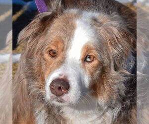 Australian Shepherd Dogs for adoption in Huntley, IL, USA