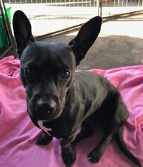 Dorgi Dogs for adoption in Sanford, FL, USA