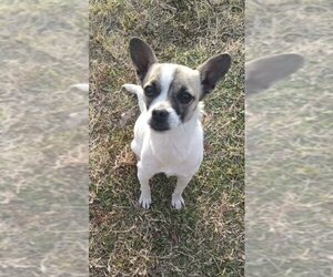 Chihuahua-Unknown Mix Dogs for adoption in Polson, MT, USA