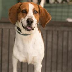 English Foxhound Dogs for adoption in Roanoke, VA, USA