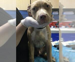 American Pit Bull Terrier Dogs for adoption in Riverside, CA, USA