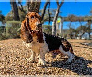 Basset Hound Dogs for adoption in PIPE CREEK, TX, USA