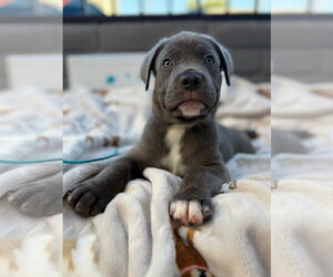Mutt Dogs for adoption in Goodyear, AZ, USA