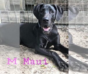 Great Dane Dogs for adoption in Palm Beach, FL, USA