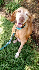 Vizsla Dogs for adoption in West Hollywood, CA, USA