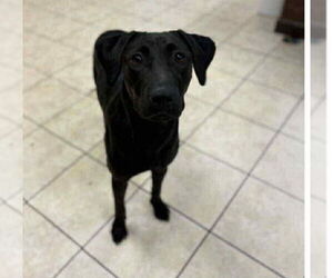 Labrador Retriever-Unknown Mix Dogs for adoption in Woodbury, NY, USA