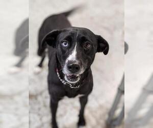 Huskies -Labrador Retriever Mix Dogs for adoption in Sparta, IL, USA