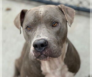 American Pit Bull Terrier-Unknown Mix Dogs for adoption in Tulsa, OK, USA