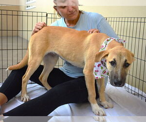 Anatolian Shepherd-Labrador Retriever Mix Dogs for adoption in McKinney, TX, USA