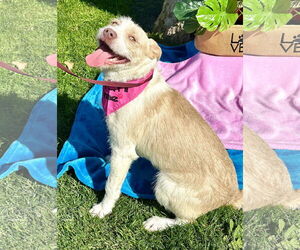 Parson Russell Terrier Dogs for adoption in Menifee, CA, USA