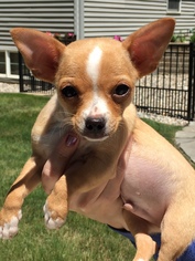 Chihuahua Dogs for adoption in Fort Wayne, IN, USA