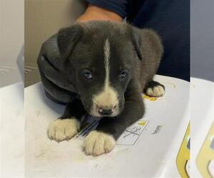 Border Collie-Unknown Mix Dogs for adoption in Visalia, CA, USA
