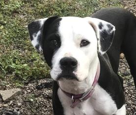 American Pit Bull Terrier-Unknown Mix Dogs for adoption in Menominee, MI, USA