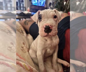 Chinese Shar-Pei-Unknown Mix Dogs for adoption in Wakefield, RI, USA