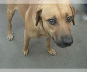 Rhodesian Ridgeback Dogs for adoption in Pampa, TX, USA