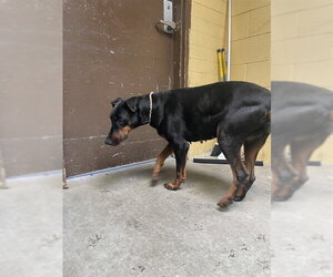Doberman Pinscher Dogs for adoption in Stockton, CA, USA