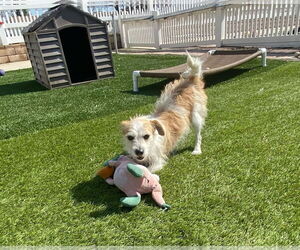 English Foxhound-Parson Russell Terrier Mix Dogs for adoption in La Verne, CA, USA