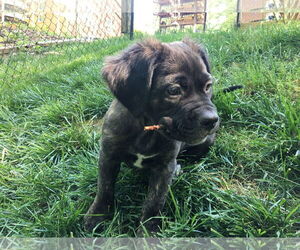 Plott Hound-Unknown Mix Dogs for adoption in Holly Springs, NC, USA