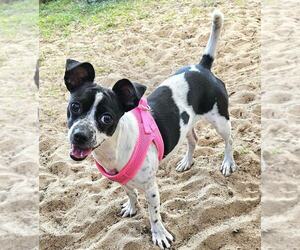 Rat Terrier Dogs for adoption in oakland, FL, USA
