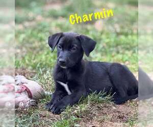 Labrador Retriever-Unknown Mix Dogs for adoption in pomfret, CT, USA