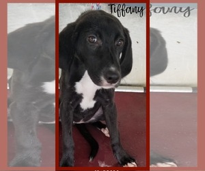 Sheprador Dogs for adoption in Walnutport, PA, USA