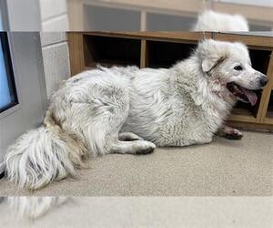 Great Pyrenees-Unknown Mix Dogs for adoption in Grand Prairie, TX, USA