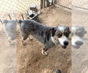 Australian Shepherd Dogs for adoption in Eastman, GA, USA