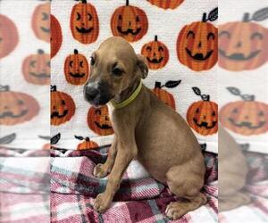 Labrador Retriever-Unknown Mix Dogs for adoption in Conroe, TX, USA