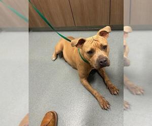 American Pit Bull Terrier Dogs for adoption in Baytown, TX, USA