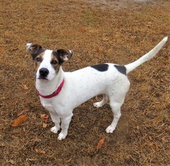 Jack Russell Terrier Dogs for adoption in Franklin, TN, USA