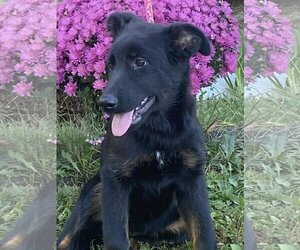 German Shepherd Dog-Unknown Mix Dogs for adoption in HOPKINSVILLE/PRINCETON, KY, NH, USA