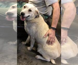 Labrador Retriever Dogs for adoption in Crossville, TN, USA